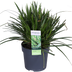 3x Carex morrowii 'Ice Dance' Ziergras, 30cm, Ø14 Bild 4