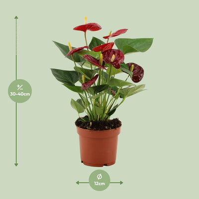Anthurium Calon in transparenter Hülle - Ø12 cm - ↕36 cm
