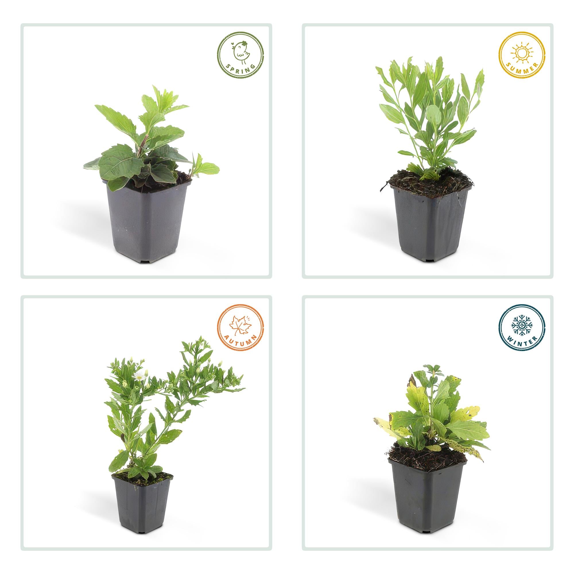 Aster ageratoides 'Ashvi' – Weiße Blüten, pflegeleicht, 10-25cm