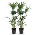 Green boutiQ - Zimmerpflanze - Howea Forsteriana - Kentia Palme - Wenig Pflege - Grün - 2 Pflanzen - Topf 21cm - Höhe 120-130cm Bild 2