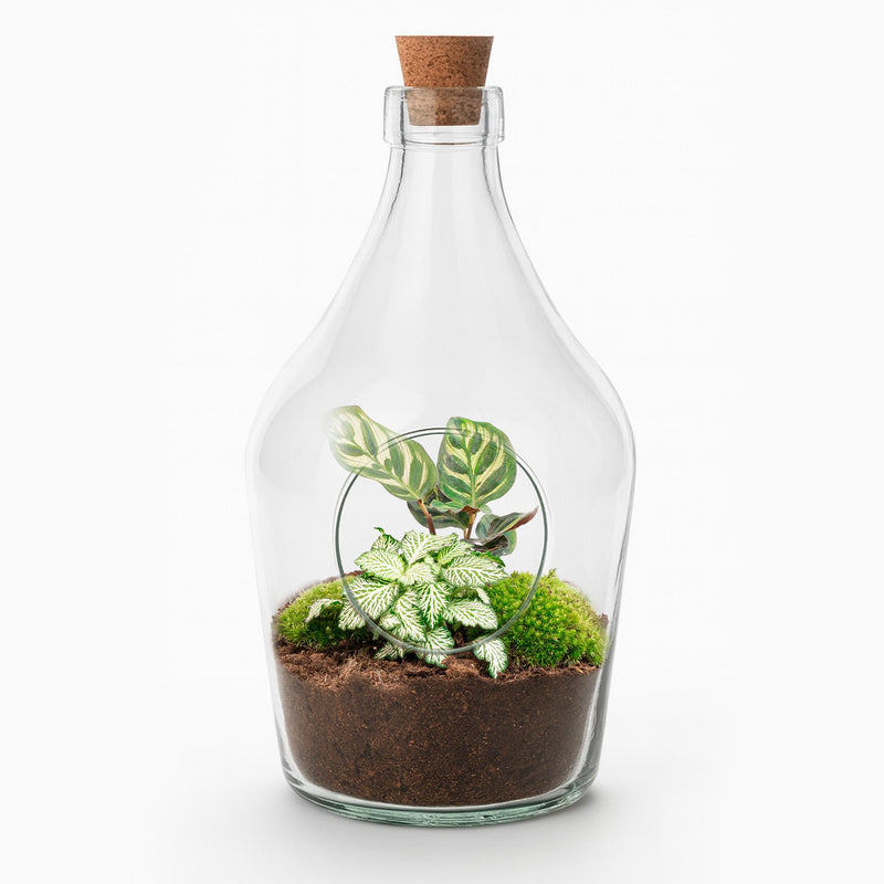 Offenes Terrarium: Calathea Makoyana & Fittonia Weiss Tiger, 30cm