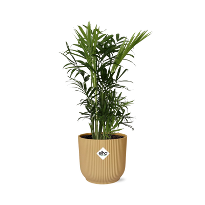 Chamaedorea Elegans Zwergbergpalme im gelben ELHO Vibes Topf