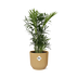 Chamaedorea Elegans Zwergbergpalme im gelben ELHO Vibes Topf Bild 1