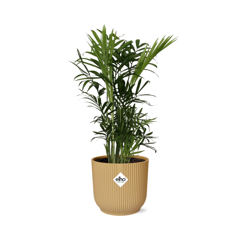 Chamaedorea Elegans Zwergbergpalme im gelben ELHO Vibes Topf