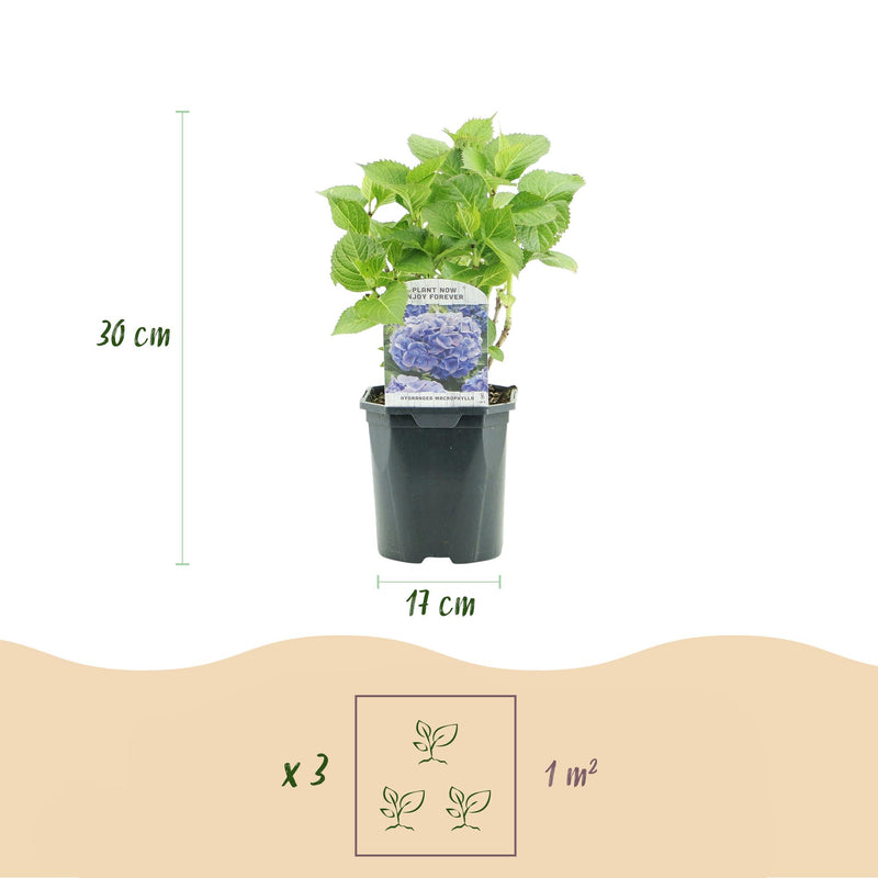 GreenboutiQ - Hortensie - Hydrangea macrophylla Tricolour - Blüte Blau, Rosa und Weiß - 3 Pflanzen - Laubabwerfend - Wenig Pflege - Topf 17cm Höhe 30cm