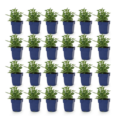 Green boutiQ - Perennial - Salvia nem. Sense Deep Pink - Sage - Bee and Butterfly Attractors - Pink - 24 Plants - Pot 11cm - Height 15-25cm