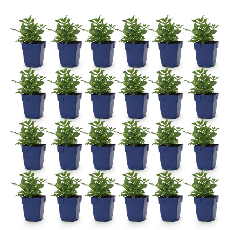 Green boutiQ - Perennial - Salvia nem. Sense Deepl Pink - Sage - Bee and Butterfly Attractors - Pink - 24 Plants - Pot 11cm - Height 15-25cm