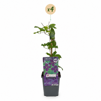 4x Clematis Viticella Polish Spirit - Lila Kletterpflanze Ø9cm