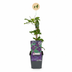 4x Clematis Viticella Polish Spirit - Waldrebe Polish Spirit - Lila - Kletterpflanze - Ø9cm - ↕35cm Bild 2