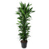 Dracaena Janet Lind verzweigt, 170 cm, Ø34 Bild 1