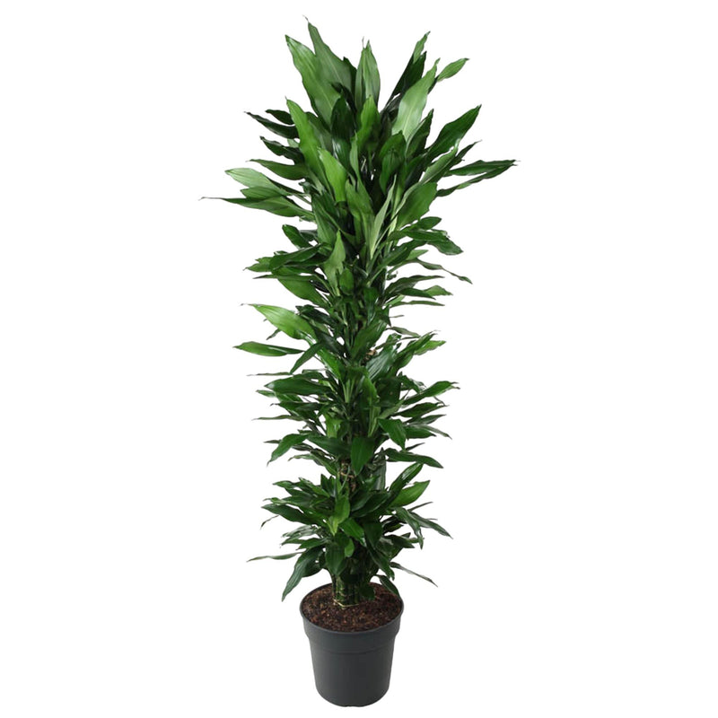Dracaena Janet Lind verzweigt, 170 cm, Ø34
