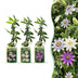 Passiflora Tricolour (9x) - Dreifarbige Passionsblume - Weiß, Lila, Rosa Bild 1