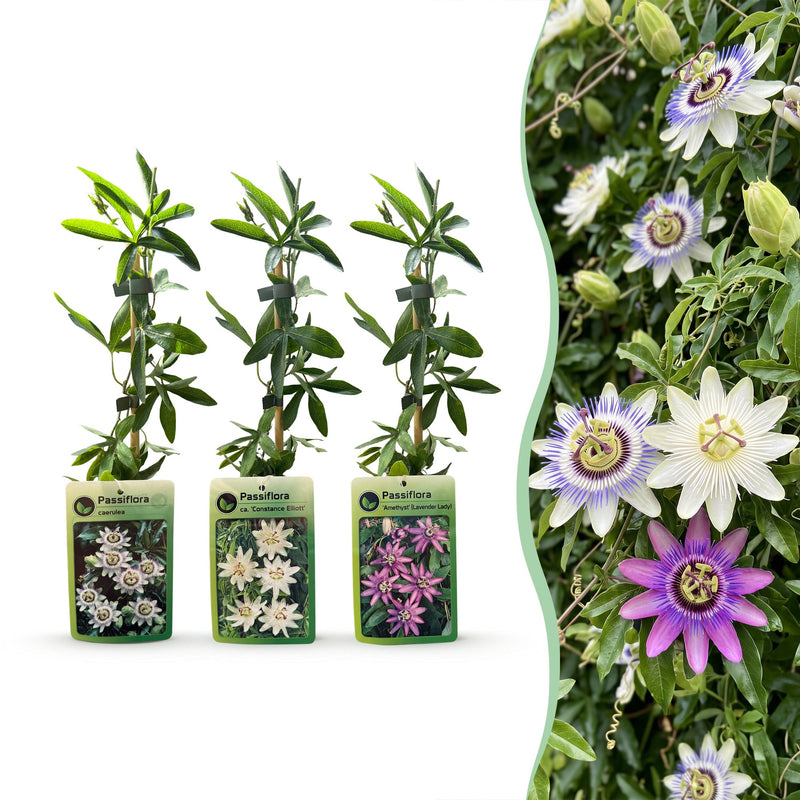 Passiflora Tricolour (9x) - Dreifarbige Passionsblume - Weiß, Lila, Rosa