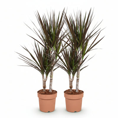 Green boutiQ - Zimmerpflanzen - Dracaena Magenta - Drachenblutbaum - wenig Pflege - Rot - 2 Pflanzen - Topf 17cm - Höhe 70-80cm