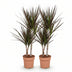 Green boutiQ - Indoor Plants - Dracaena Magenta - Dragon Tree - Low Maintenance - Red - 2 Plants - Pot 17cm - Height 70-80cm Bild 2