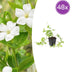 48x Vinca major 'Alba' Immergrün, 10-25cm hoch, Ø9cm Topf Bild 1