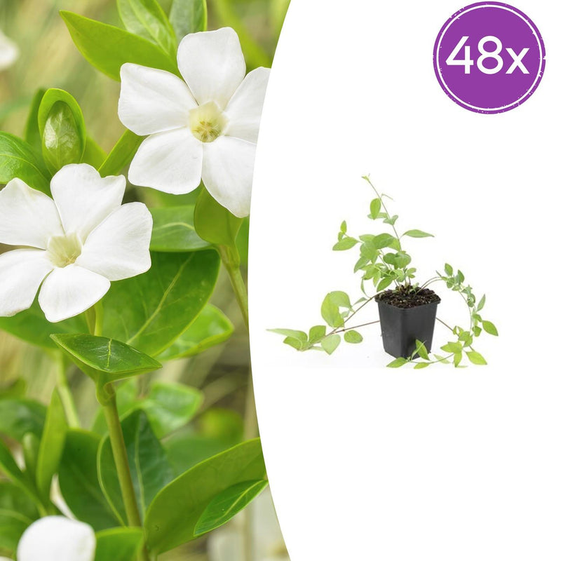 48x Vinca major 'Alba' Immergrün, 10-25cm hoch, Ø9cm Topf