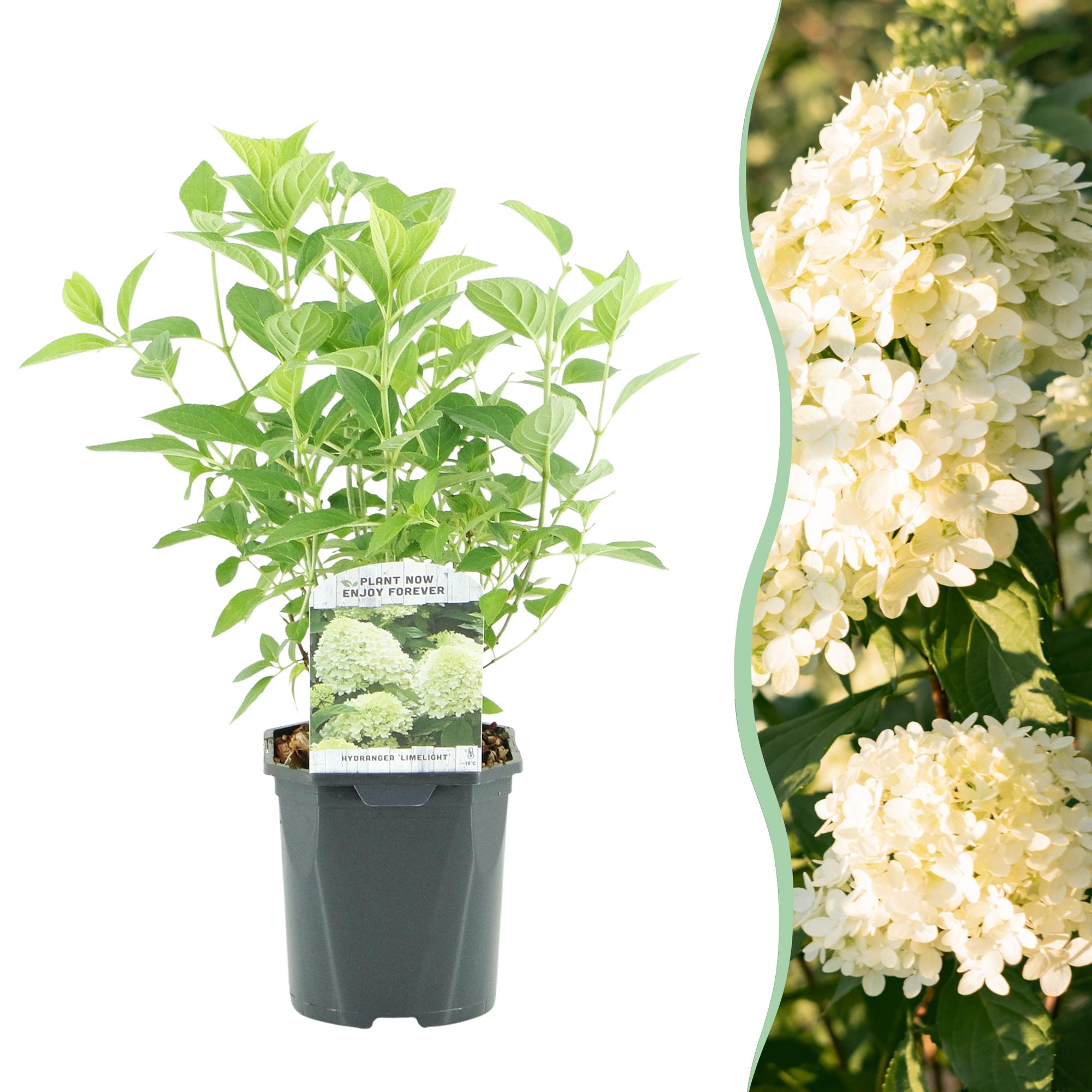 GreenboutiQ - Rispenhortensie - Hydrangea panniculata Limelight - Blüten Creme Weiß - 1 Pflanze - Laubabwerfend - Große Blüten - Topf 17cm Höhe 50cm