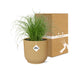 Cyperus Alternifolius Zumula Topf 14cm gelb - Eleganz für Ihr Zuhause Bild 5