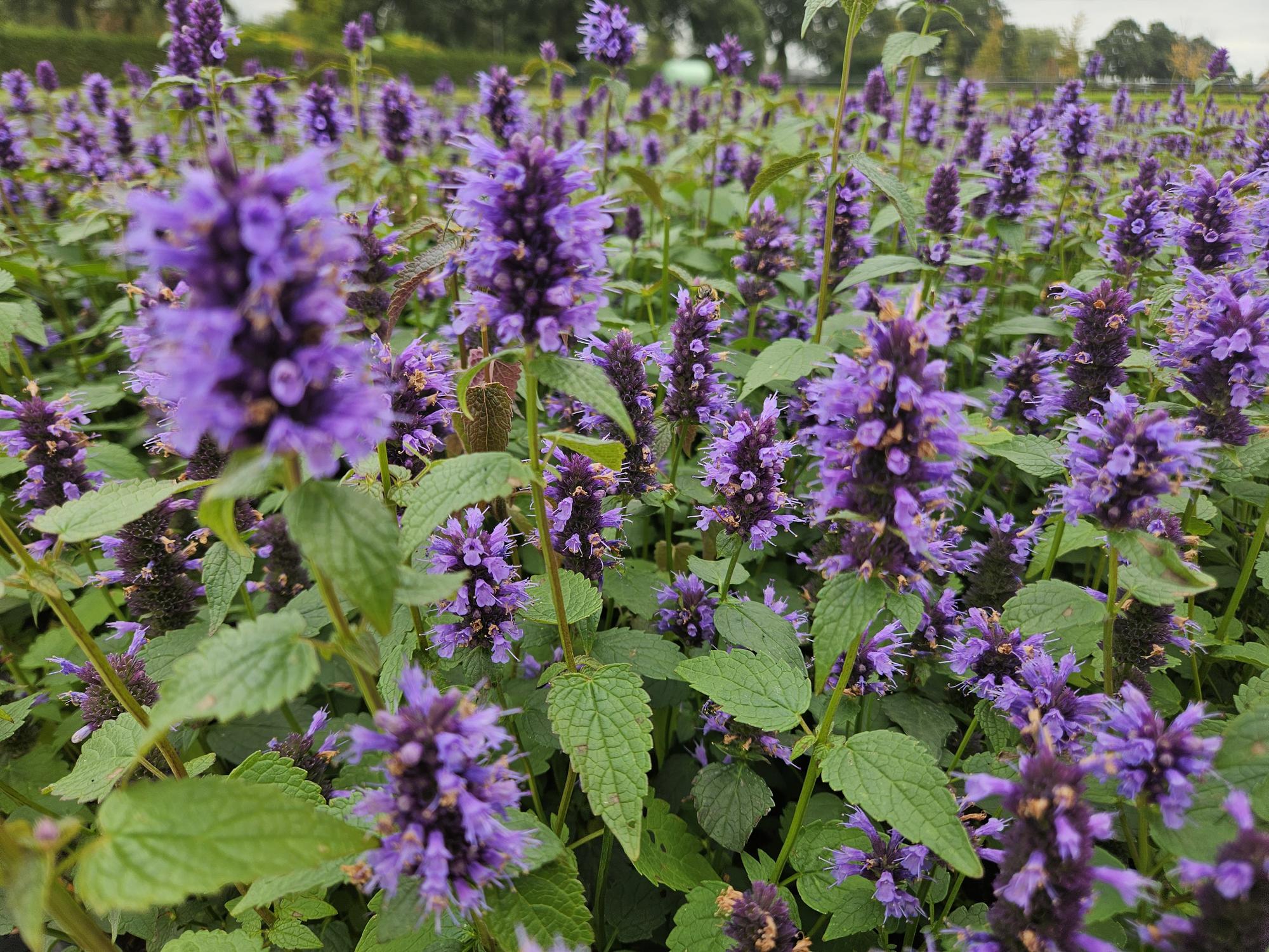 Agastache 'Blue Fortune' Staude – 10-25cm