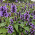 Agastache 'Blue Fortune' Staude – 10-25cm Bild 6