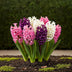 GreenboutiQ - Flower Bulbs - Hyacinth Pastel mix - Bulbs Hardy Perennial - Various Pastel Colors - 10 Pieces - Bulb Size 14/15 - XXL Pack Bild 3