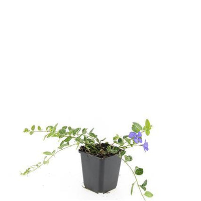 48x Vinca minor 'Ralph Shugert' Bodendecker, 10-25cm, Ø9cm