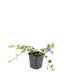 48x Vinca minor 'Ralph Shugert' Bodendecker, 10-25cm, Ø9cm Bild 2