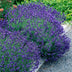 Lavendel 'Hidcote' - 3 winterharte Pflanzen im 12cm Topf Bild 5
