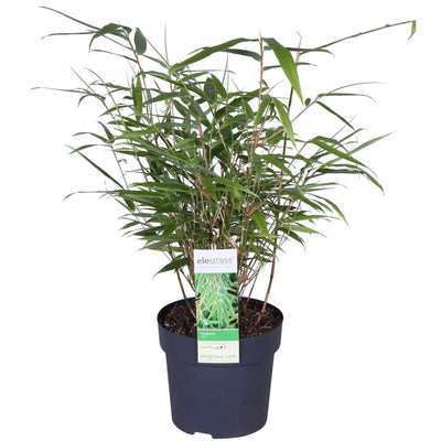 Fargesia rufa Bambus: Kompakt & Pflegeleicht, Ø29cm, ↕80cm