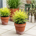 Nandina Lemon & Lime: Immergrüner Strauch, pflegeleicht, 17cm Topf Bild 6