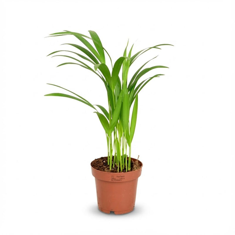 Areca Dypsis Lutescens Goldfruchtpalme - Ø 12 cm, Höhe 40 cm