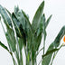 Strelitzia Reginae XL Paradiesvogelblume - 160cm Bild 3