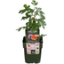 3x Organic Fig Trees (Ficus carica), 13 cm diameter, 20-25 cm high Bild 2