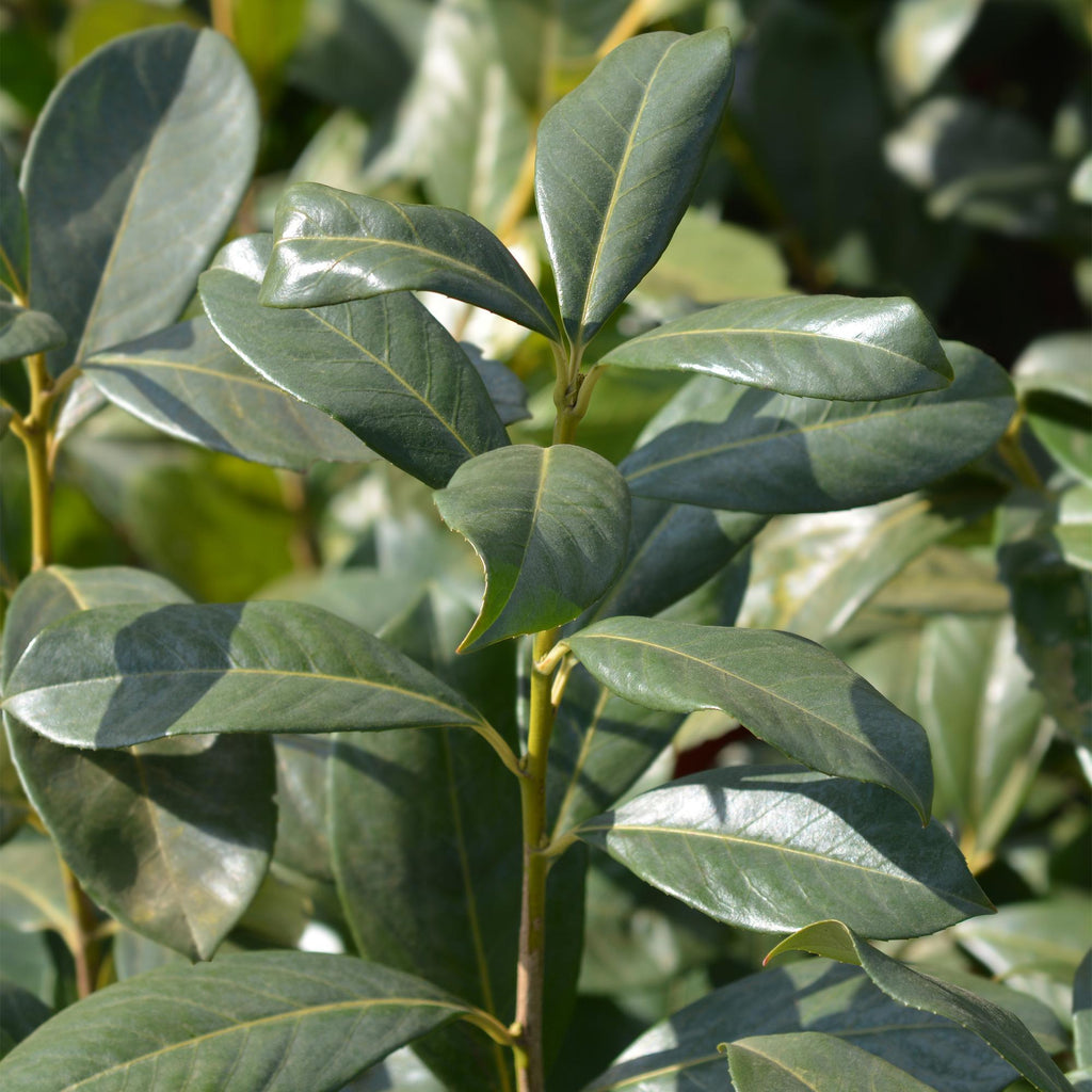 GreenboutiQ - Heckenpflanzen - Prunus laurocerasus Rotundifolia - Blatt grün - 6 Pflanzen - 1 laufender Meter - immergrün - Topf 17cm Höhe 50cm