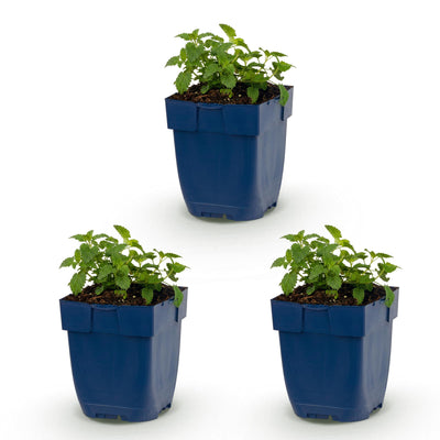 Green boutiQ - Perennial - Nepeta faassenii Snowflake - Catnip - Bee and Butterfly Attractors - White - 3 Plants - Pot 11cm - Height 15-25cm