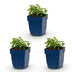 Green boutiQ - Perennial - Nepeta faassenii Snowflake - Catnip - Bee and Butterfly Attractors - White - 3 Plants - Pot 11cm - Height 15-25cm Bild 6