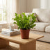 Green boutiQ - Asplenium Crispy Wave - Krauser Wellenfarn - 2 Pflanzen - Topf 12cm - Höhe - 30cm Bild 3