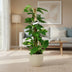 Scindapsus Epipremnum Plant - 80cm tall, 19cm pot Bild 3