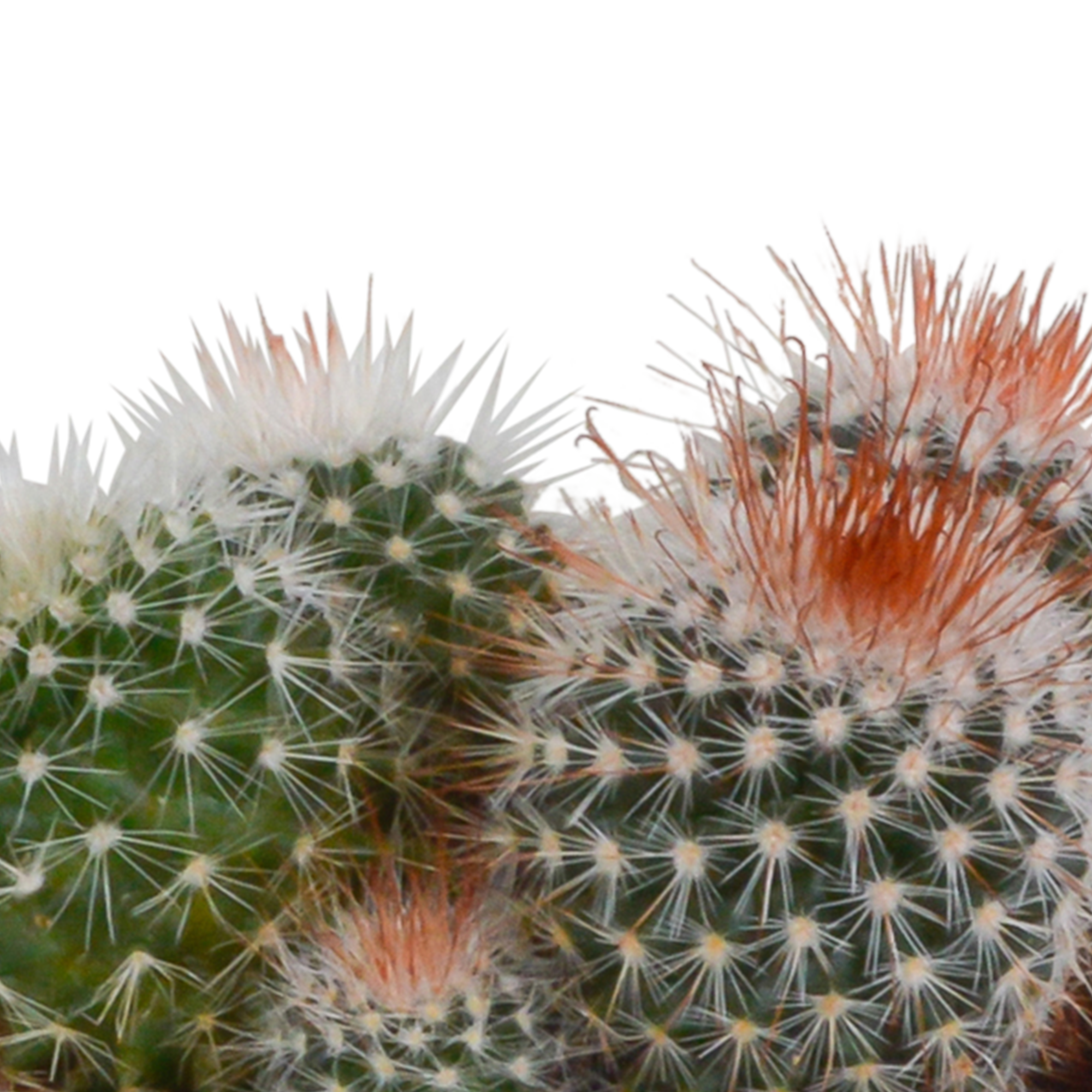 Bolcactus-Mischung 8,5 cm - in witte pot