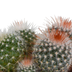 Bol Cactus Mix: 3 Globe Cacti in a white pot (8.5 cm) Bild 4