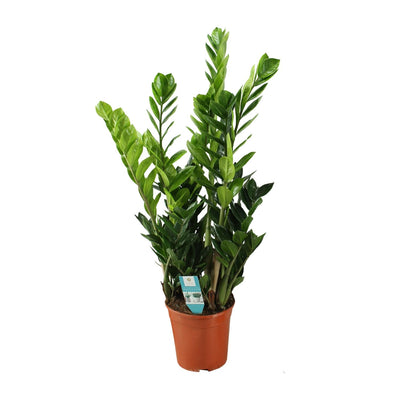 ZZ-Pflanze Zamioculcas - Ø21cm - ↕100cm