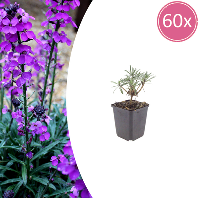 60x Erysimum 'Bowles' Mauve' - 10-25cm