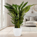 Spathiphyllum Sweet Sebastiano - Ø24cm - ↕110cm + Pot Brussels D25x23cm - Weiß Bild 2