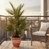 Chamaerops Humilis Zwergpalme, 130 cm, Ø24cm Bild 2