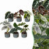 Baby Alocasia Familie: 6 Tropenpflanzen Mix Ø6cm Bild 1