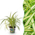 Bunte Graslilie - Chlorophytum comosum Variegatum - 12cm Topf Bild 1