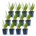 Green boutiQ - Perennial - Agapanthus Duo - African Lily - Bee and Butterfly Attractors - Blue - White - 12 Plants - Pot 11cm - Height 15-25cm Bild 2