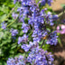 24x Nepeta 'Six Hills Giant' Staude, 10-25cm, Ø9cm Bild 2