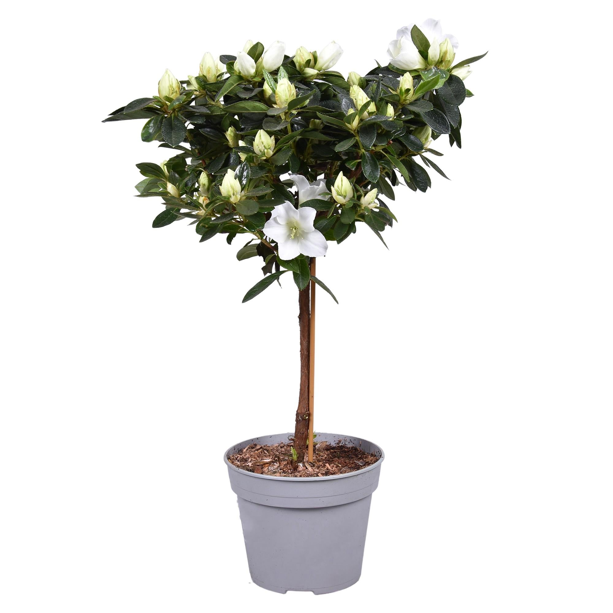 Azalea Vogel Op Stam Wit 13cm - Ø13cm - ↕40cm